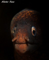 murena