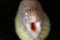 Small Moray eal