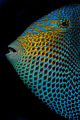 Ascension Island Black Durgon.  This Trigger Fish looks almost jet black at a distance, but close up is a riot of colour.