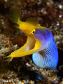 Ribbon moray / Nikon D7000+150mm