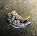 Chromodoris geometrica taken with my old Powershot A720is no add-ons.