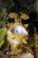 Rhinopia Taci Tolu dive site just out of Dili East Timor.