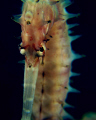 Don't come diving in Timor-leste, there are too many seahorses!  Yet another arrogant hysterix, caught red handed full frontal immediately prior to bailing.  Yeah baby!