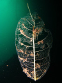 Picture taken on a cenote dive...!!!