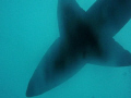 Grey Nurse at Wolf Rock in Queensland near Fraser Island