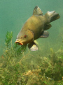 Tench