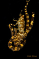 Wonderpuss (Wunderpus photogenicus).