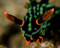 lembeh