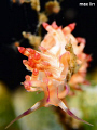 nudi/D7000+105mm Lembeh