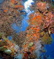 Beatiful coral scene on the Hoki Maru in Truk Lagoon.