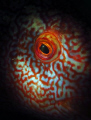 The eye of a ballan wrasse, lit with a snoot.
This shot took a lot of attempts!