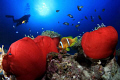 anemone guard !