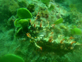 Two Nudibranch's mating, Found these two at the end of the dive about to go up the anchor line.
