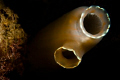 Ciona intestinalis