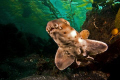 Squiggles.  This small juvenile horn shark made a close pass at my camera lens as it fled. Shot with a Canon digital rebel and 10-22mm in Ikelite Housing with Dual DS51 strobes.