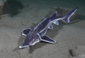 Sturgeon