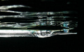 Needle fish dining at night