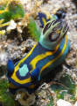 Colorfull beauty!!