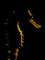 A red and white Thorny Seahorse with soft lighting from my torch about a foot behind and to the right.  Some minor adjustments to the RAW file and levels in PS.