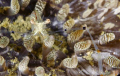 cleaner shrimp.. one of my first images with a dslr.. i am new to this..