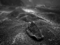 cuttlefish in Black and White, fantastic movement at the wings.