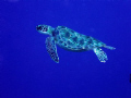 I'll never get tired of turtles...