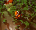 Clownfish