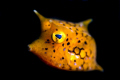 Whistle
Longhorn cowfish
Northeast Coast Taiwan