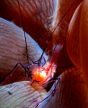 tiny bubble anemone shrimp