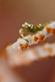 Zanzibarica with bokeh shot.