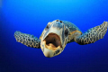 This Hawksbill Turtle swam right up to me and my companions, nipping at our dive gear and in this shot was trying to take a bite of my camera. It was taken at the Blue Hole in Dahab, Egypt. (Red Sea)