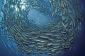 CIRCLING

Jacks - Makrelen

Bali Tulamben 2011 - Liberty Wrack
