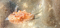 Nudibranch on coral