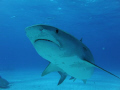 Got any food?    

Some wonderful Tiger Sharks, West End, Bahamas.