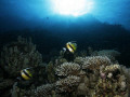 Red Sea Bannerfish against the light, afternoon at Zerib Soraya