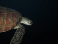 Green Turtle taken with my compact