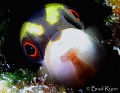 The Mimic:  Wrasse Blenny (Hemiemblemaria simulus)