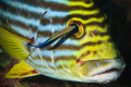 fishes also sometimes suffers...  :-(
/ oriental sweetlip & cleaner wrasse in Maamigili Beyru - South Ari Atoll