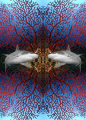 Sharks! The picture show a reflection of a grey reef shark with a backgroud of mediterranean red gorgonia sea fan.