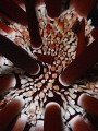 Red pencil sea urchin ( echinometra mathaei )