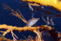 Poisson-faucon à long bec ( Oxycirrhites typus )
Sur une gorgone