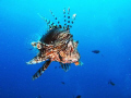 Lion fish