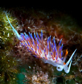 nudi