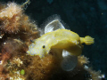 Doris géante  - Giant doris -
Hypselodoris picta picta
Grande taille, 10 à 15 cm en général
Manteau court au bord festonné et ondulé
Rhinophores bleus 
Panache branchial clair et taché de jaune
Tout le corps est parsemé de taches jaunes
