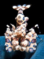 Harlequin Shrimp claiming a starfish, Indonesia