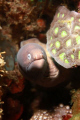 Eel.  I can't help but think that he looks like a grumpy old man.