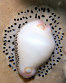cowrie in a sponge