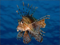 I spent a fascinating hour or so with a group of lionfish as they glided over a large bommie. I wanted a crisp portrait with a clean blue background