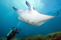 Manta photographer
