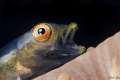 Goby yawn
